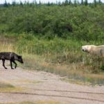 Wolf and polar bear. Nanuk Polar Bear Lodge. George Kourounis photo.