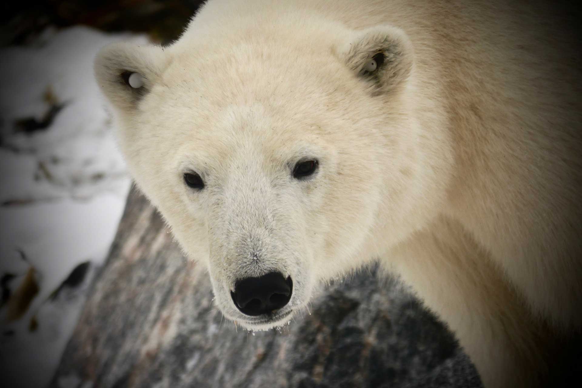 Young polar bear at Seal River Heritage Lodge. Barbara York photo.