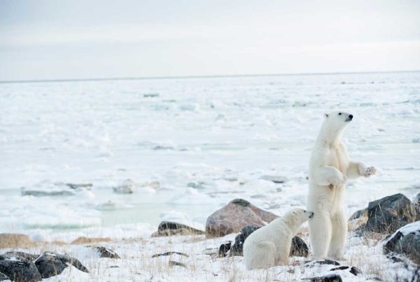 Polar bear mom standing with cub at Seal River Heritage Lodge. Anjali Singh photo.