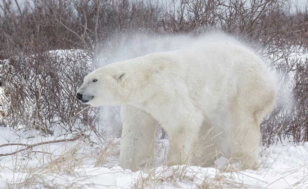 Polar bear snow shake. Nanuk Polar Bear Lodge. Charles Glatzer photo.