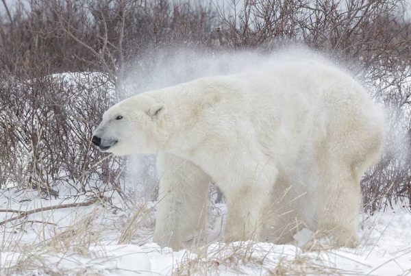 Polar bear shake. Nanuk Polar Bear Lodge. Charles Glatzer photo.