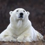Regal polar bear. Nanuk Polar Bear Lodge. Sheree Jensen photo.