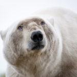 Wise old polar bear. Andrew Lasken photo.