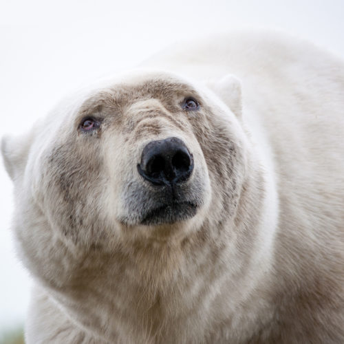 Snowy Emotions: A Christmas Wildlife Photo Album - Churchill Wild Polar ...