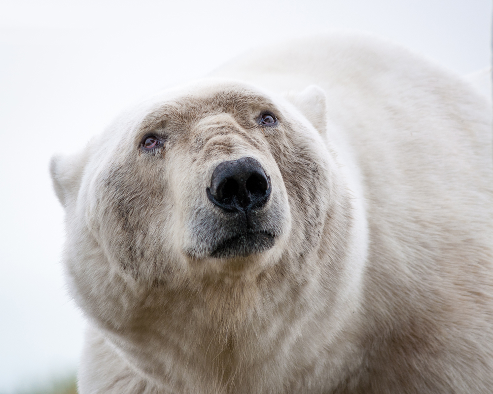 Sadness and Wisdom. Wise old polar bear. Andrew Lasken photo.