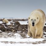 Polar bear warning. Great Ice Bear Adventure. Dymond Lake Ecolodge. Tania Watene photo.