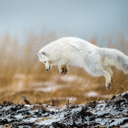 Snowy Emotions: A Christmas Wildlife Photo Album - Churchill Wild Polar ...