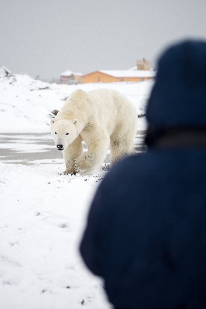 Polar bear meets guest at Seal River Heritage Lodge. Duncan Melbin photo.
