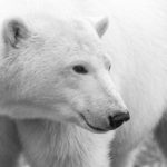 Friendly polar bear. Churchill Wild. Mike Schnierle photo.