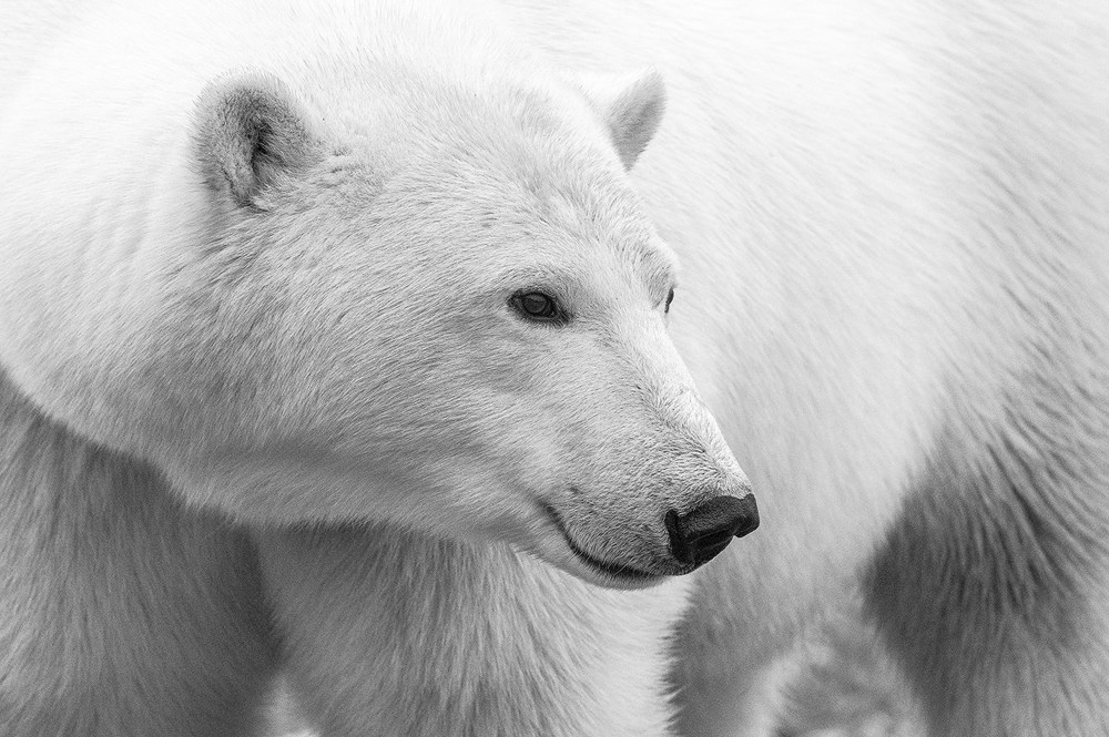 Friendly polar bear. Churchill Wild. Mike Schnierle photo.