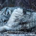 Curled up for winter. Wolf at Nanuk. Scott Beach photo.
