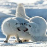 Arctic foxes squabbling. Seal River Heritage Lodge. Charles Glatzer photo.