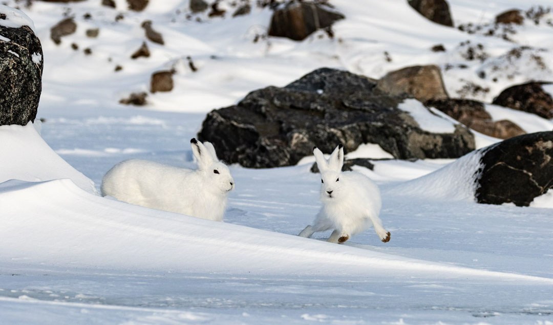 Arctic hares playing at Seal River Heritage Lodge. Bernice Jacobs photo.