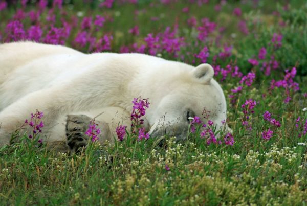 Polar bear sleeping in a bed of fireweed. Sharon Hirsch photo.