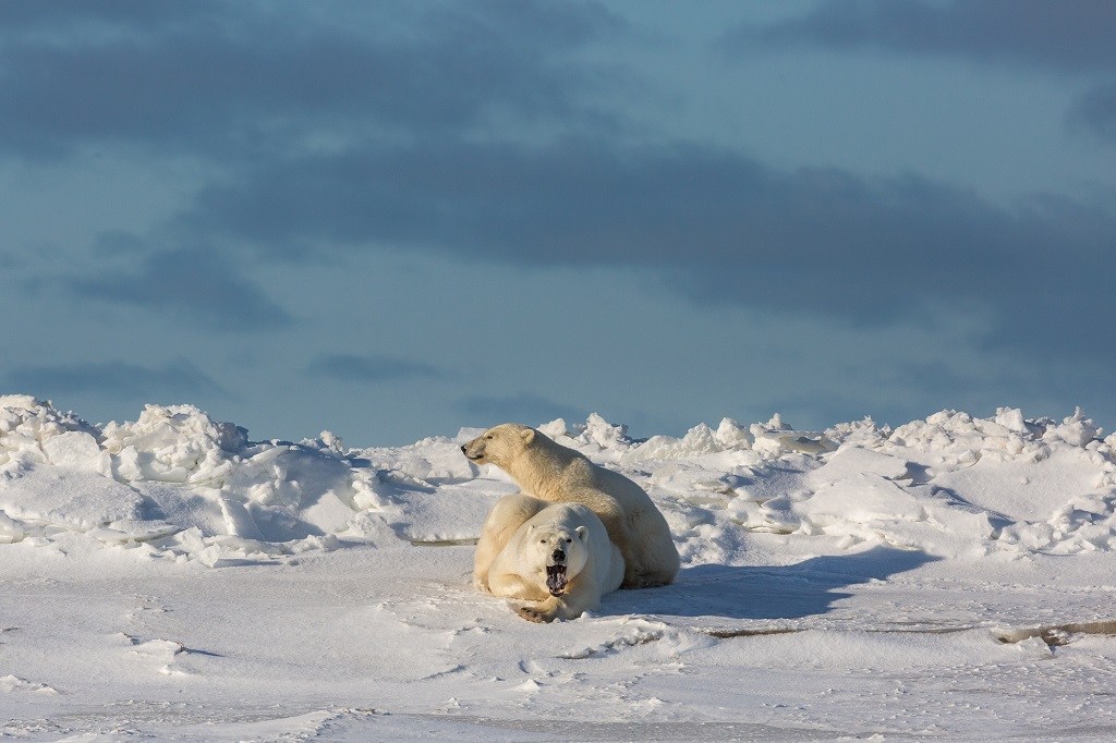 Polar bears playing at Nanuk Polar Bear Lodge. Kathy Richardson photo.