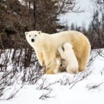 Polar bear Mom and cubs. Nanuk Polar Bear Lodge. Virginia Huang photo.