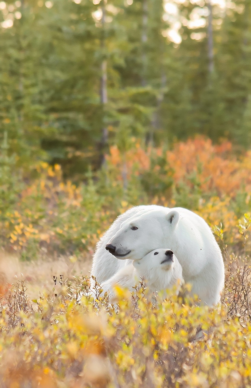 Polar bear mom and cubs in fall colours on the edge of the boreal forest at Nanuk Polar Bear Lodge. Ramona Boone photo.