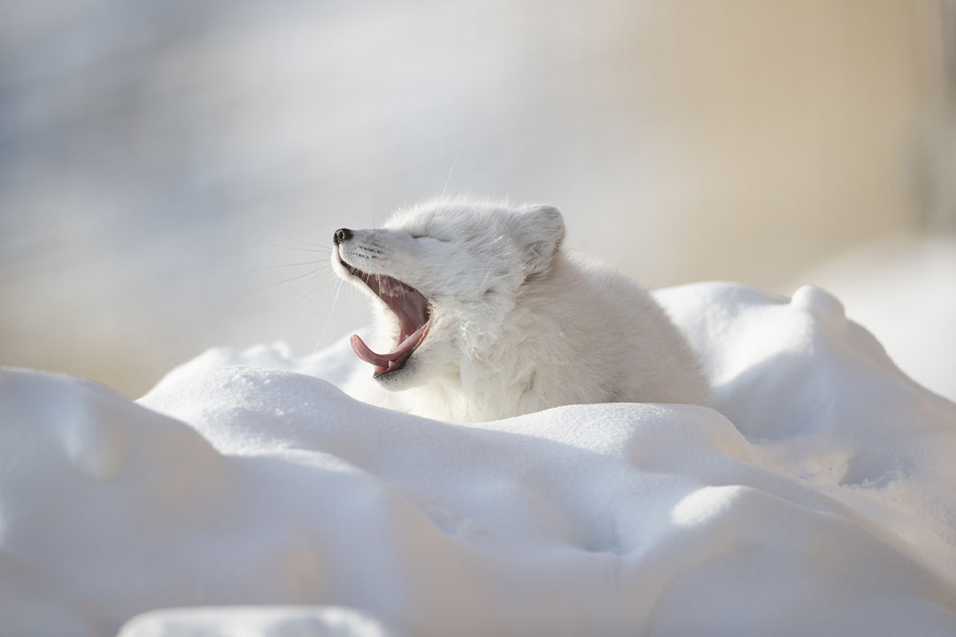 Arctic fox waking up at Seal River Heritage Lodge. Ruth Elwell-Steck photo.