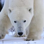 Agile polar bear. Nanuk Polar Bear Lodge. Ian Johnson photo.