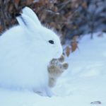 Arctic hare. Ian Johnson photo. Nanuk Polar Bear Lodge.