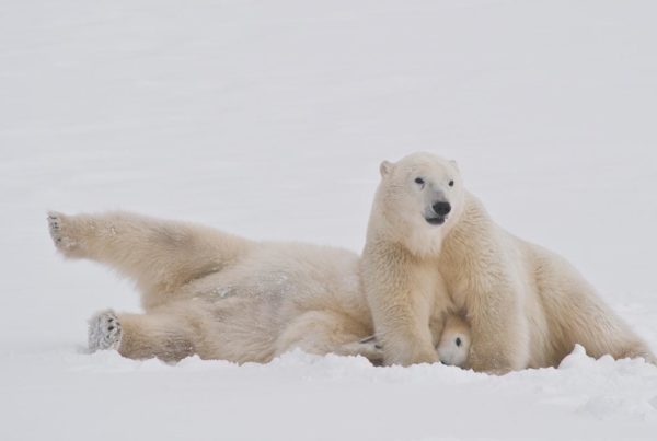 Polar bears wrestling at Seal River.