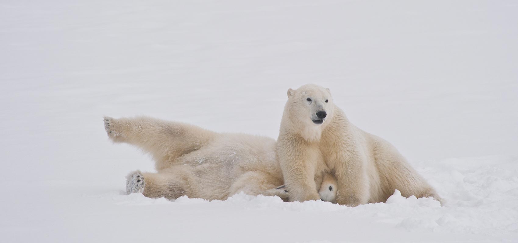 Gettin’ Busy: The awesome drama of how polar bears mate