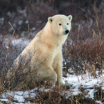 Polar bear watching guests. Nanuk Polar Bear Lodge. Steve Zalan photo.