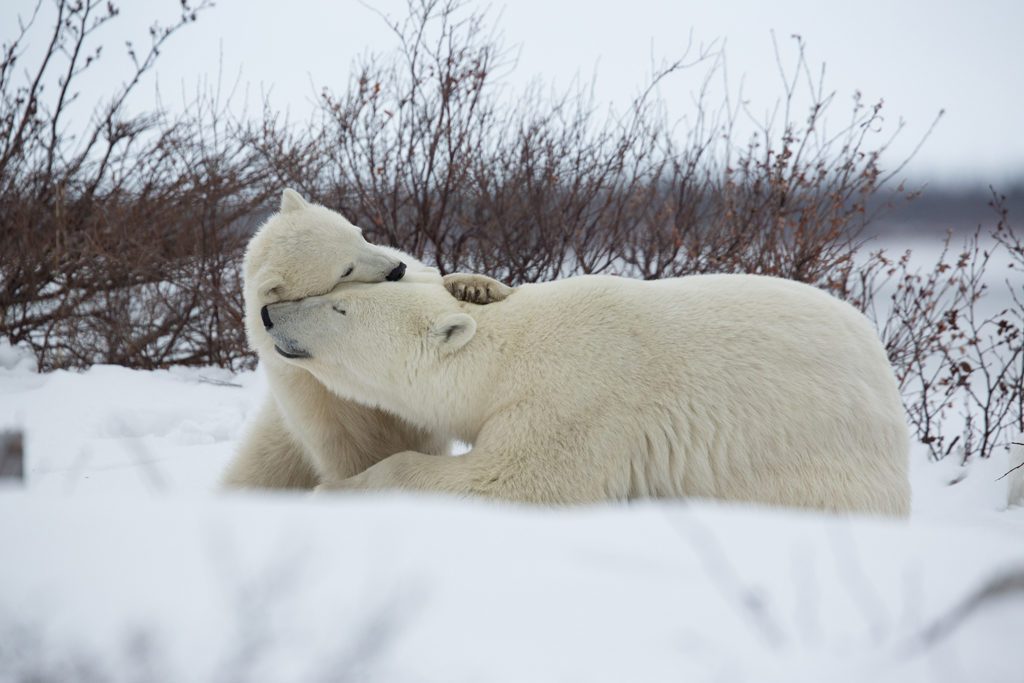 Polar bear cub hugs Mom. Seal River Heritage Lodge. Vikram Sahai photo.