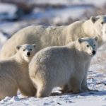 Polar bear family. Dymond Lake Ecolodge. Great Ice Bear Adventure. Michael Poliza photo.