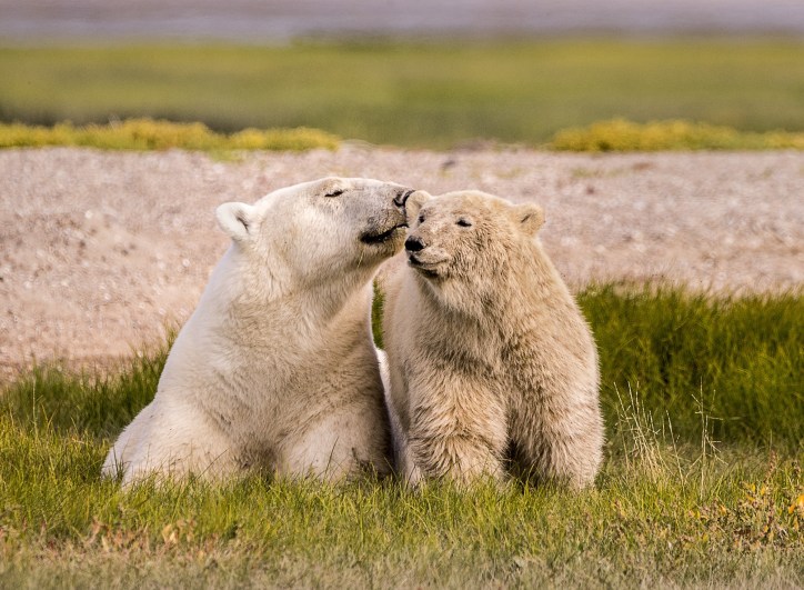 Tender moment between polar bear mom and cub. Ann Fulcher photo.