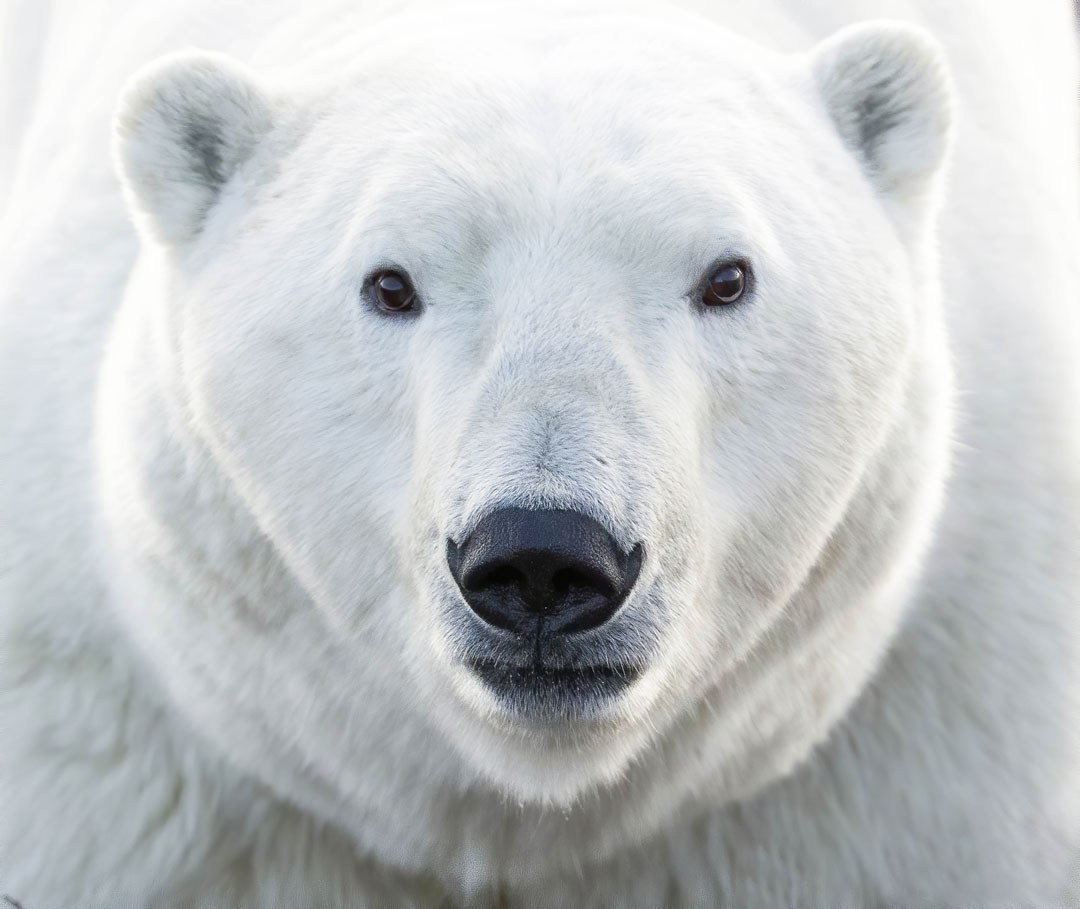 Understanding polar bear. Nanuk Polar Bear Lodge. Karen Fowlie photo.