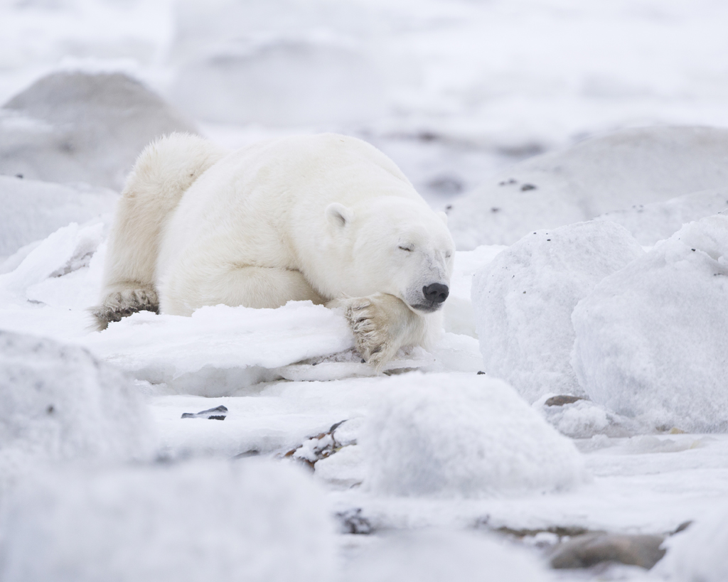 Dreaming of seals. Polar Bear Photo Safari. Ruth Elwell-Steck photo.