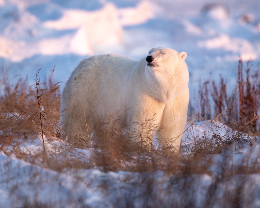 Polar bear in warm sun. Nanuk Polar Bear Lodge. George Turner photo.