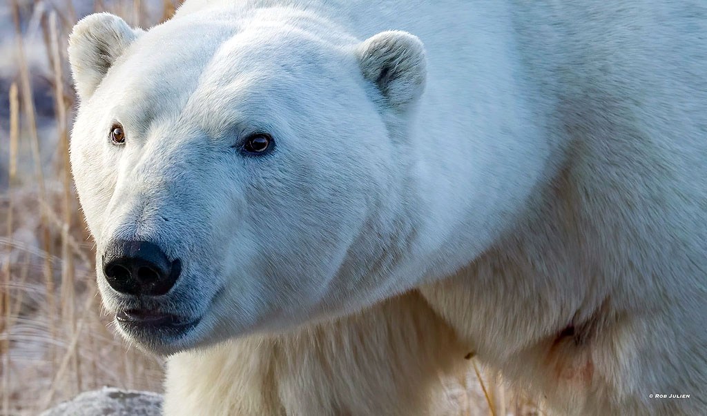 Face to face with polar bear at Seal River Heritage Lodge. Rob Julien photo.