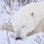 Polar bear at peace in the snow. Dymond Lake Ecolodge. Tammy Donly photo.
