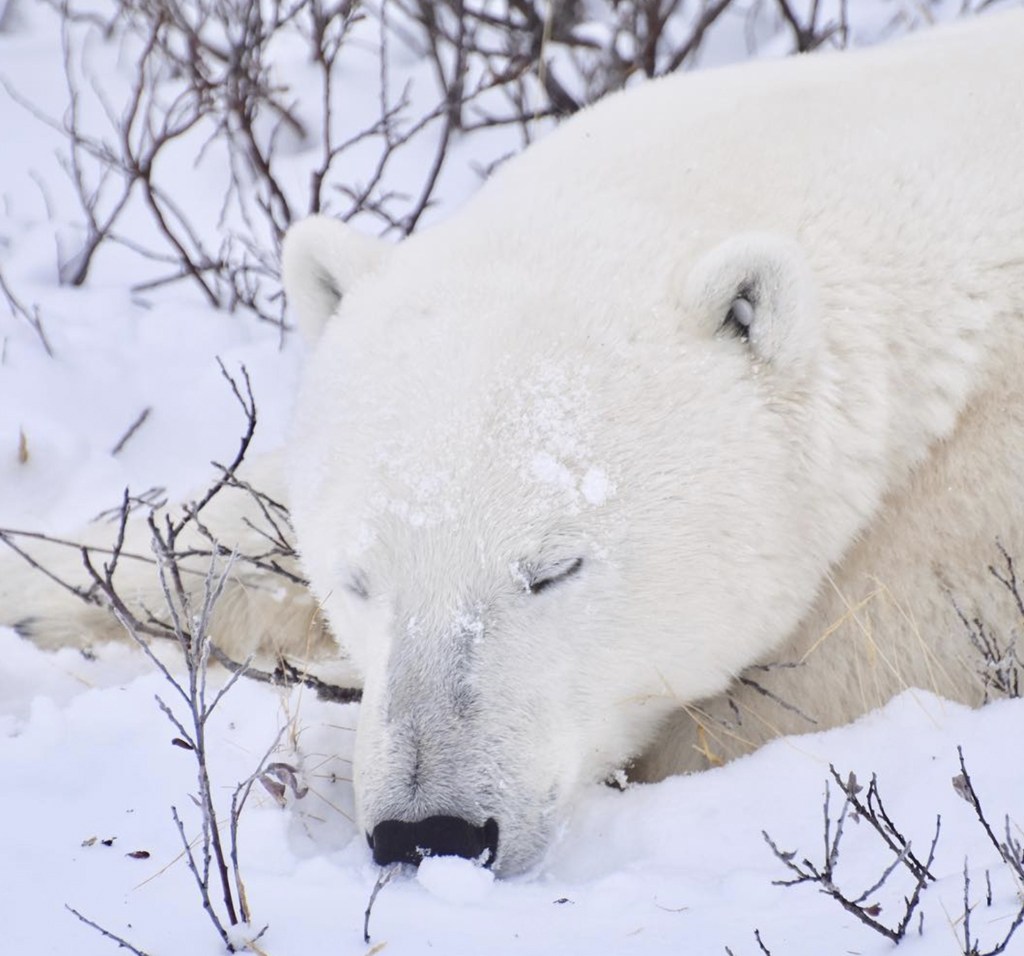 Polar bear at peace in the snow. Dymond Lake Ecolodge. Tammy Donly photo.
