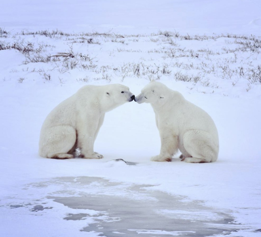 Polar bear friends. Dymond Lake Ecolodge. Tammy Donly photo.