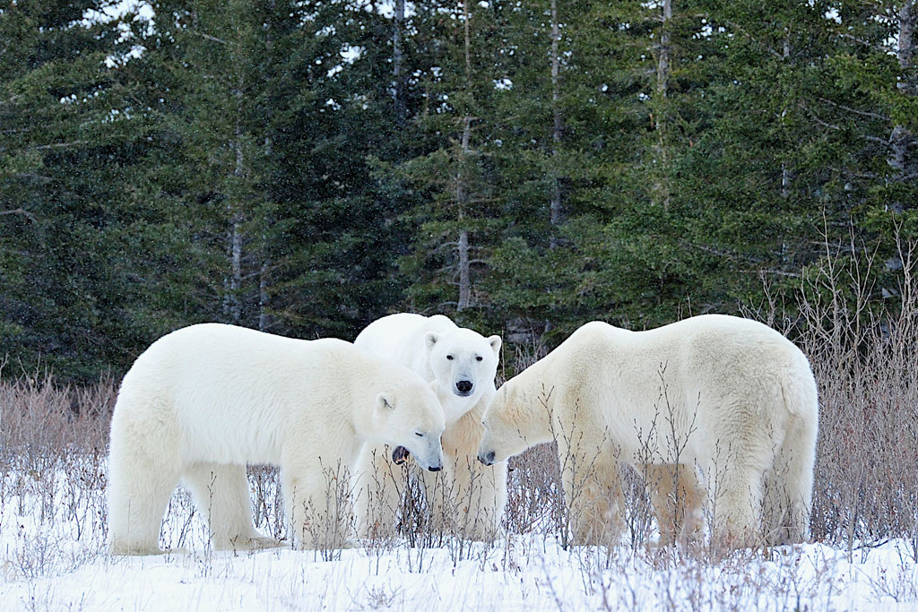 Polar bear friends. Nanuk Polar Bear Lodge. Ian Johnson photo.