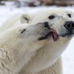 A polar bear kiss for Mom. Churchill Wild. Rimma Aronov photo.