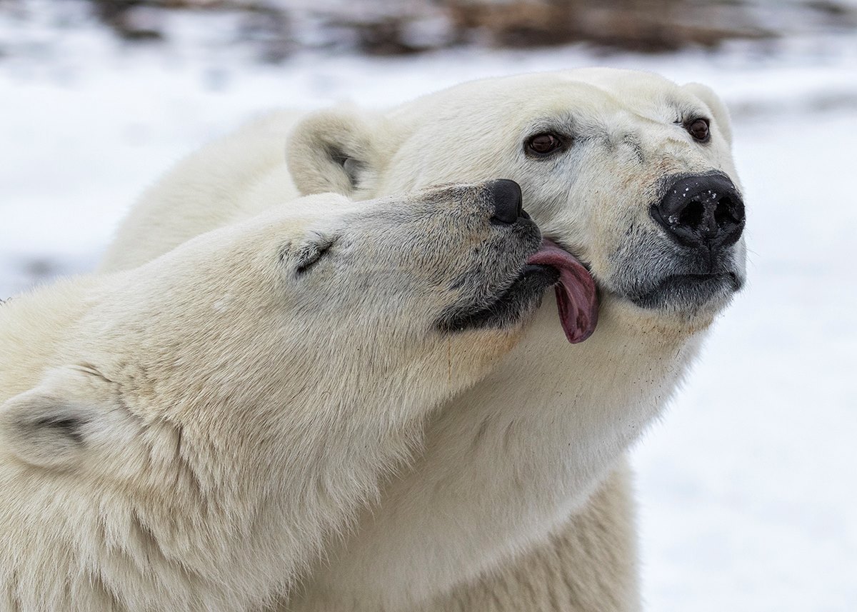 A polar bear kiss for Mom. Churchill Wild. Rimma Aronov photo.