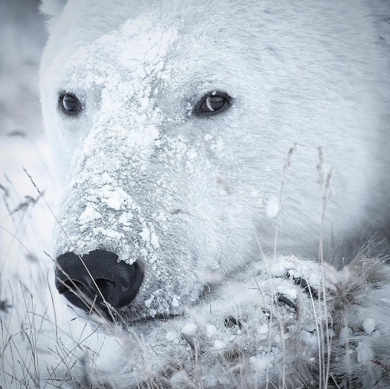 Emotional intelligence. Polar bear. Snow on face. Nanuk Polar Bear Lodge. Anjali Singh photo.