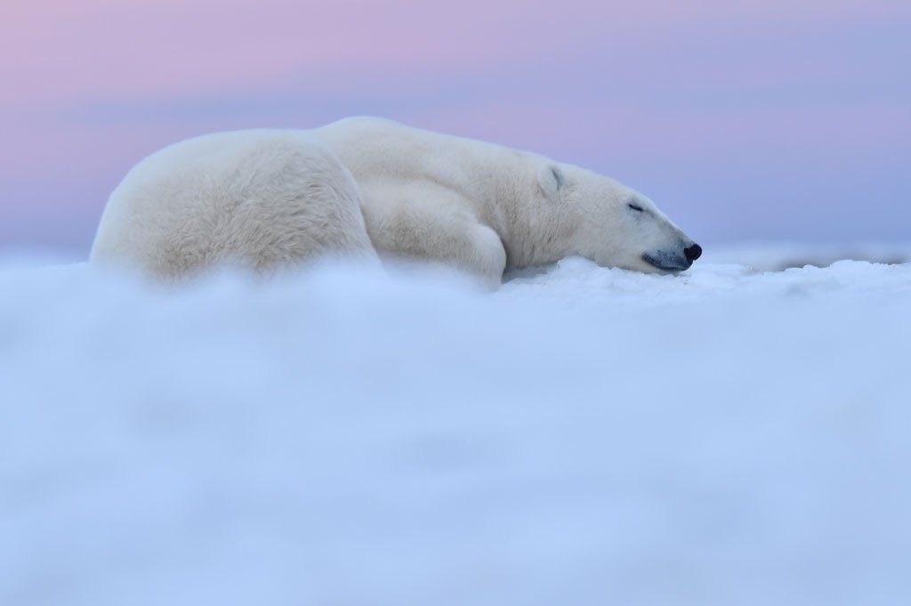 Polar bear on cloud of snow. Seal River Heritage Lodge. Ian Johnson photo.