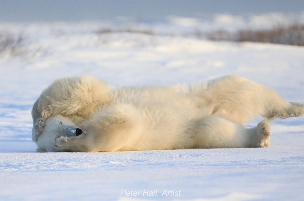 Polar bear rolling at Nanuk Polar Bear Lodge. Peter Hall photo.