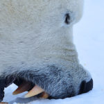 Polar bear biting snow at Nanuk. Ian Johnson photo.