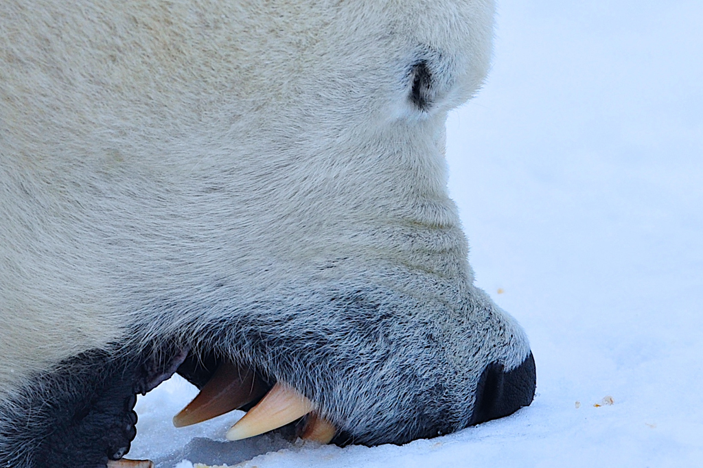 Polar bear biting snow at Nanuk. Ian Johnson photo.
