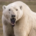 Big polar bear warning. Nanuk Polar Bear Lodge. Ann Fulcher photo.