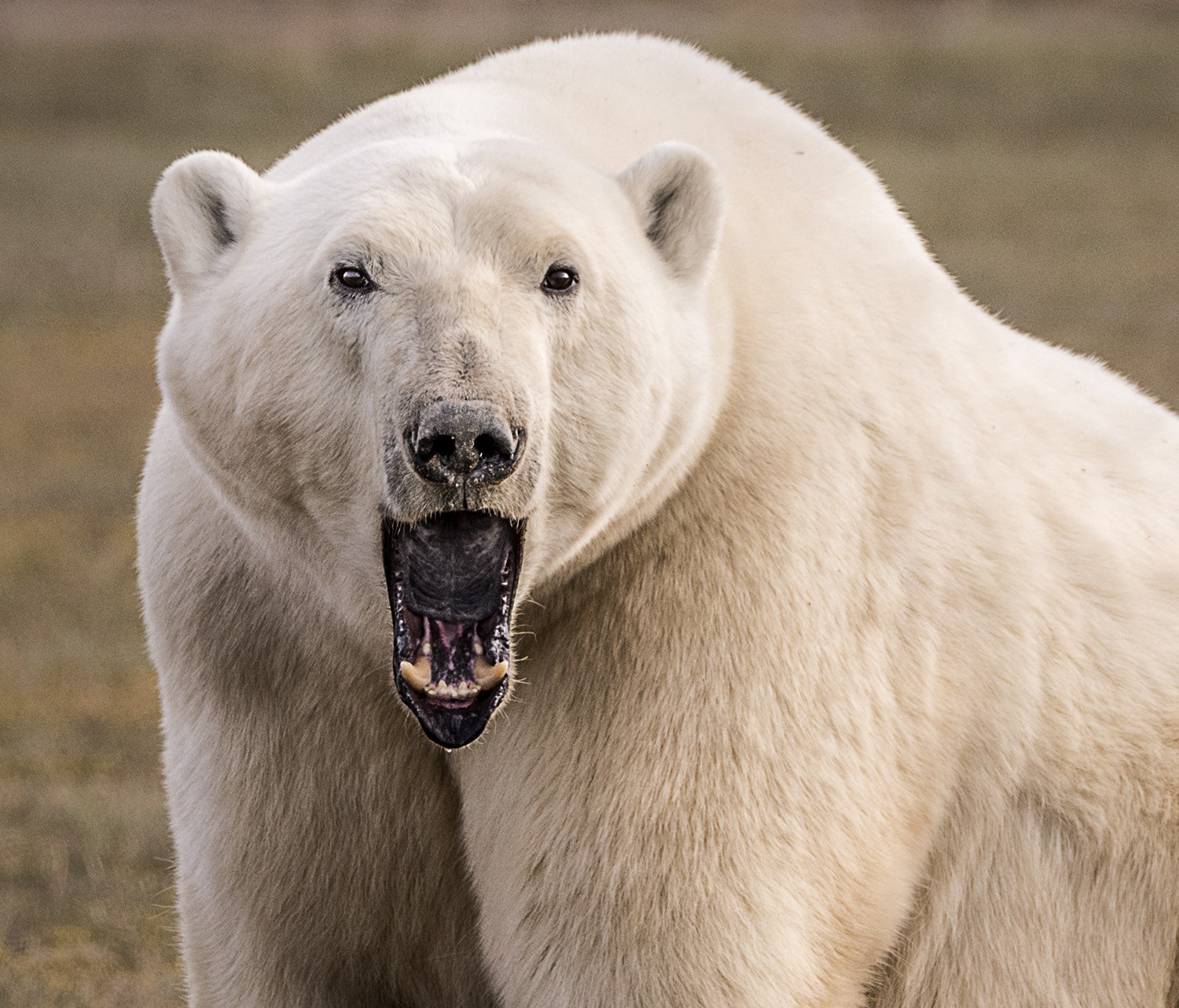 Big polar bear warning. Nanuk Polar Bear Lodge. Ann Fulcher photo.