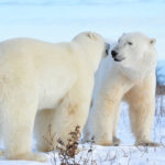 Polar bears telling secrets at Seal River Heritage Lodge. Ian Johnson photo.