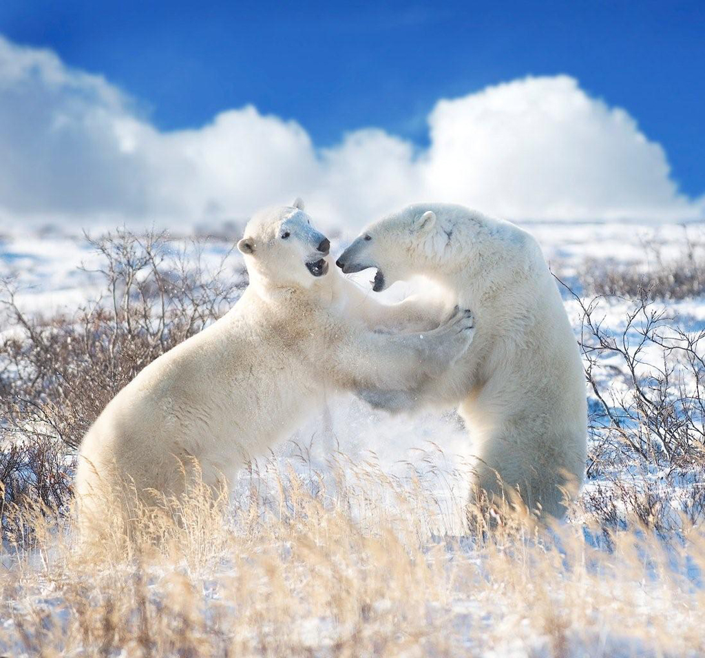 Polar bears sparring in the clouds at Seal River Heritage Lodge. G. Potts photo.