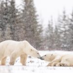 Polar bears nose to nose at Nanuk Polar Bear Lodge. George Turner photo.